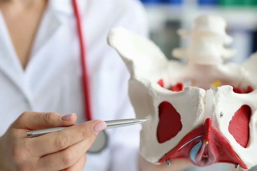 Ärztin zeigt mit einem Stift auf ein anatomisches Beckenmodell mit farbig markierten Muskeln und Strukturen